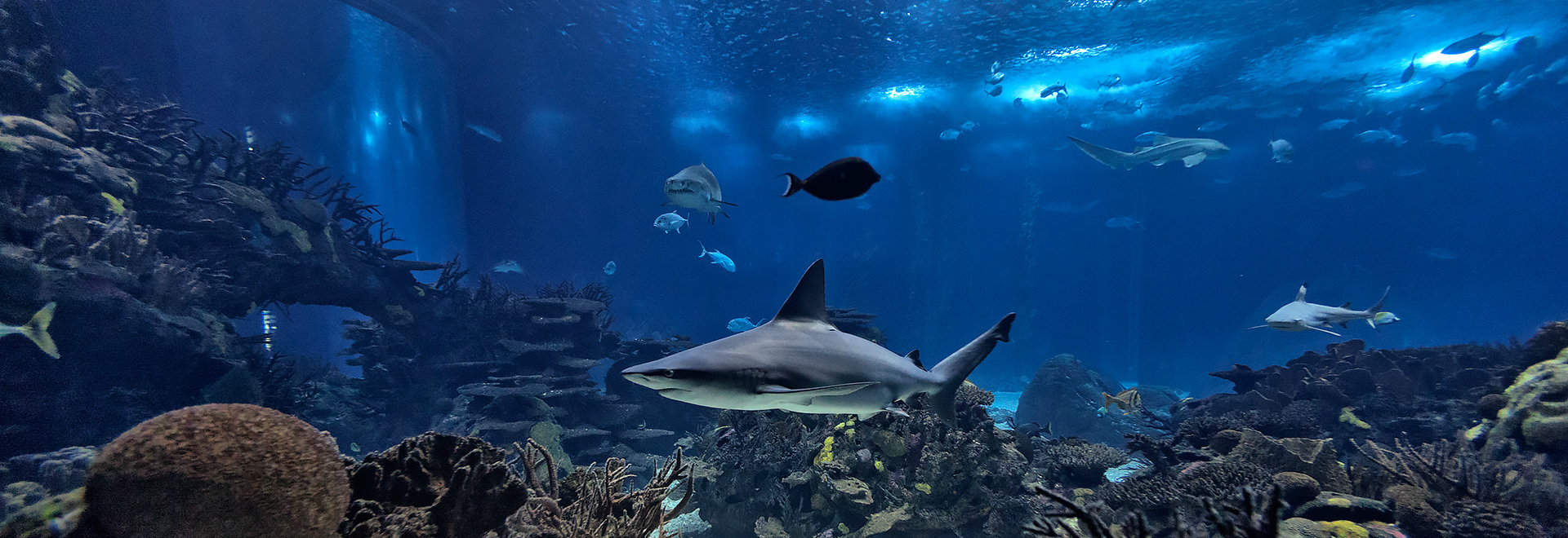 Ozeaneum von Lissabon